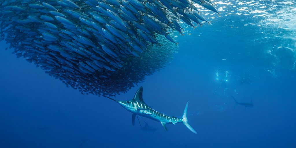 Pesce spada: valori nutrizionali e proprietà del guerriero dei mari