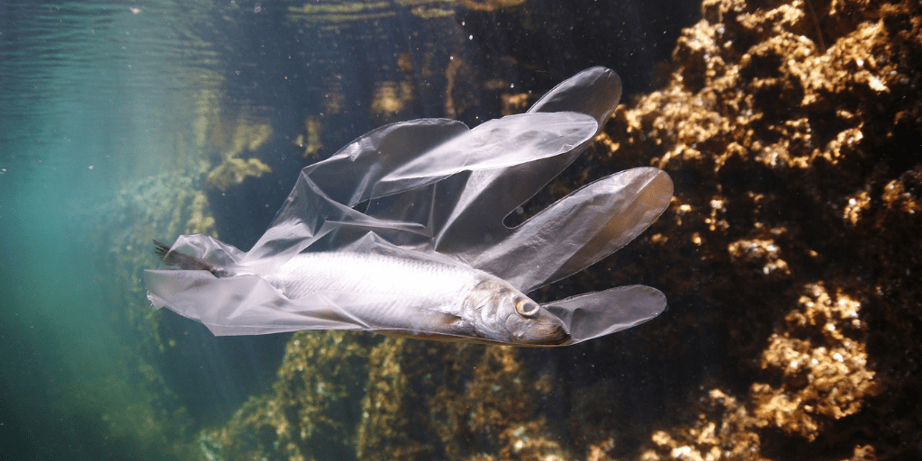 Pescanova, insieme a voi per un mare senza plastica