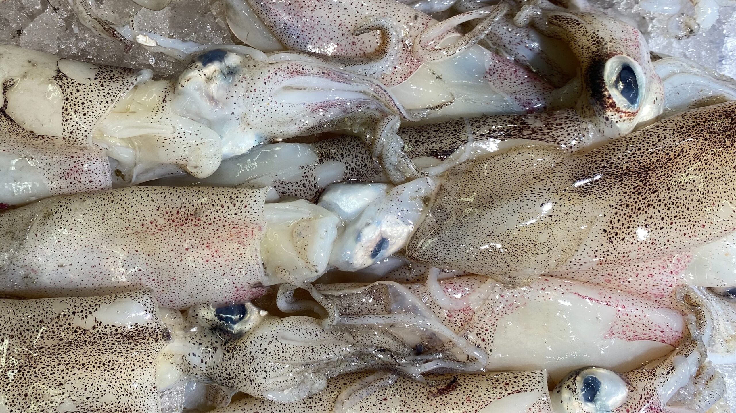 Calamari utilizzati in cucina per i loro valori nutrizionali